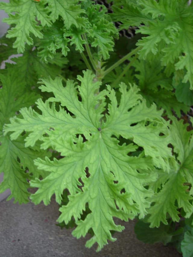 Huile essentielle de géranium rosat (Pelargonium Roseum Leaf Oil) — huile végétale en cosmétique naturel