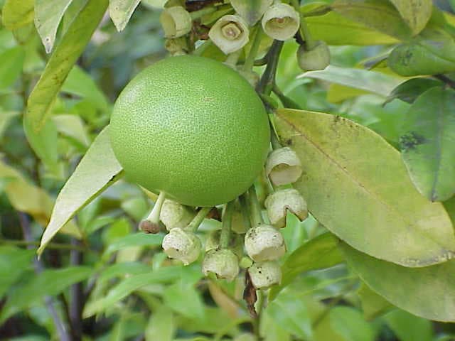 Huile essentielle de pamplemousse (Citrus Grandis Peel Oil) — huile végétale en cosmétique naturel