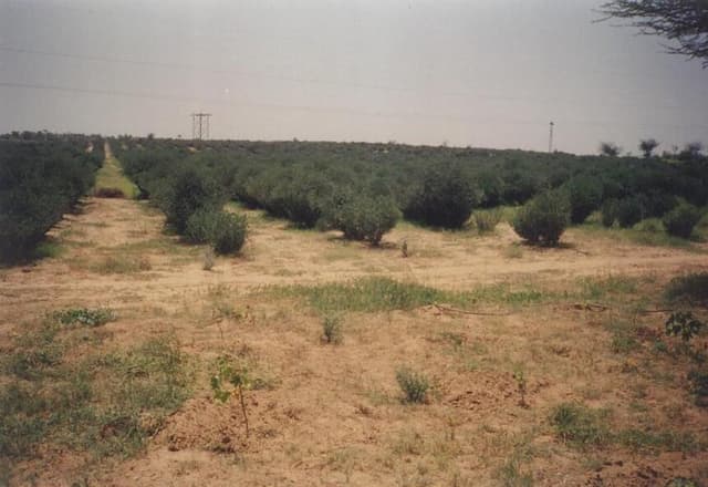Jojoba (huile de) (Simmondsia Chinensis Seed Oil) — huile végétale en cosmétique naturel