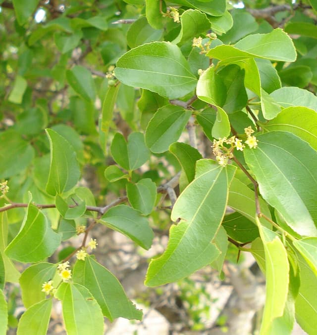 Jujubier du Brésil (extrait d’écorce) (Ziziphus Joazeiro Bark Extract) — plante utilisée en cosmétique naturel