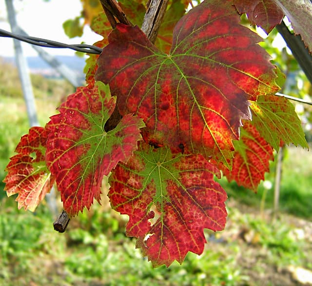 Jus de raisin concentré (Vitis Vinifera Juice Concentrate) — plante utilisée en cosmétique naturel