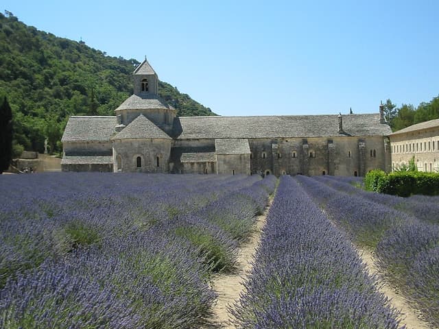 Lavande (Lavandula Angustifolia Oil) — huile végétale en cosmétique naturel