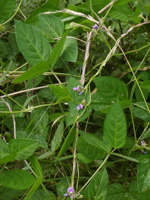 Lécithine de soja (Glycine Soja Lecithin) — plante utilisée en cosmétique naturel