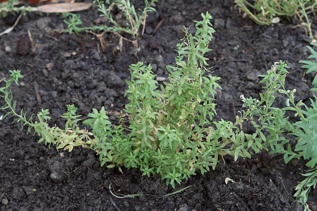 Lin (Linum Usitatissimum Fiber) — plante utilisée en cosmétique naturel