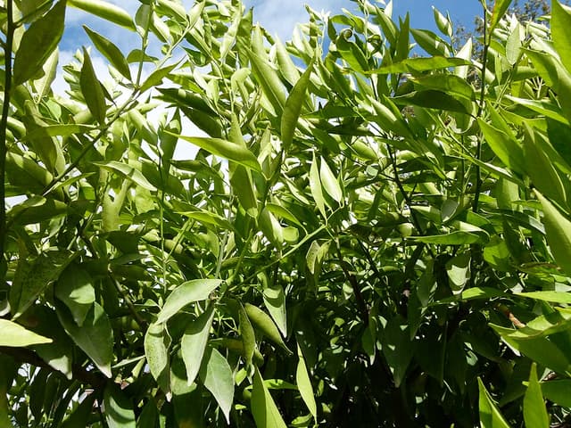 Mandarine rouge (huile essentielle de) (Citrus Reticulata Peel Oil) — huile végétale en cosmétique naturel