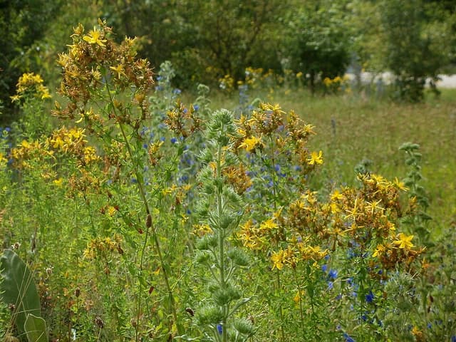 Millepertuis (poudre) (Hypericum Perforatum Powder) — poudre ou extrait en cosmétique naturel