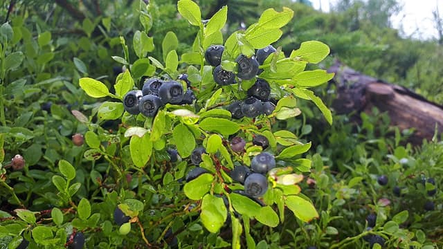 Myrtille noire (Vaccinium Myrtillus Fruit) — plante utilisée en cosmétique naturel