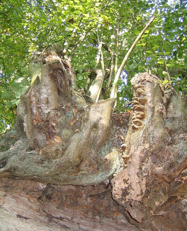 Noisette (Corylus Avellana) — plante utilisée en cosmétique naturel