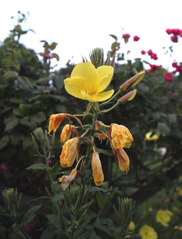 Onagre (huile d') (Oenothera Biennis Oil) — huile végétale en cosmétique naturel