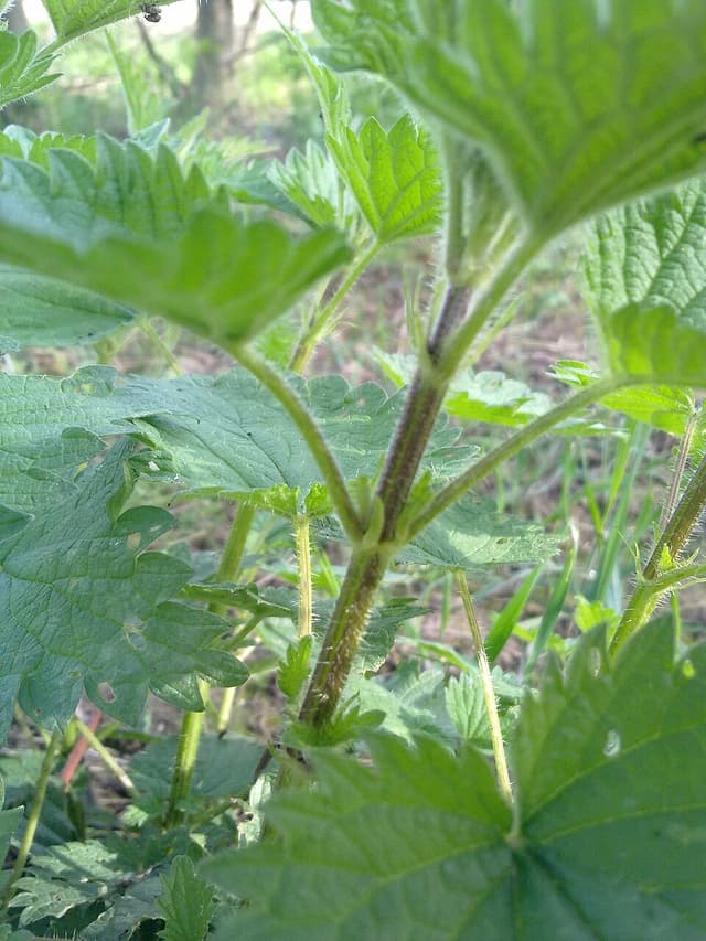 Ortie (poudre de feuille) (Urtica Dioica Leaf Powder) — plante utilisée en cosmétique naturel