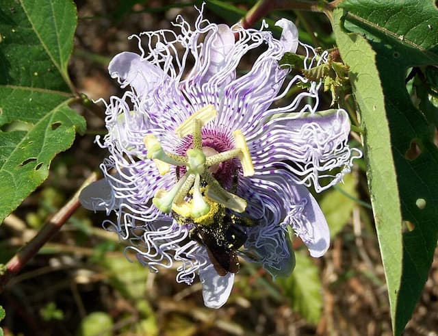Passiflore (extrait) (Passiflora Incarnata Extract) — plante utilisée en cosmétique naturel