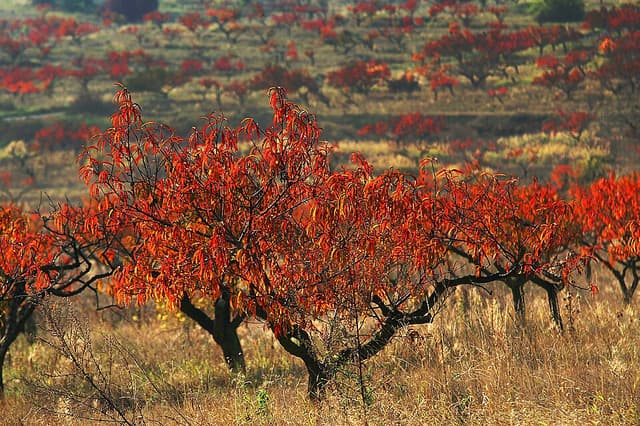 Pêche (Prunus Persica Fruit) — plante utilisée en cosmétique naturel