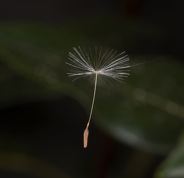 Pissenlit (Taraxacum Campylodes) — plante utilisée en cosmétique naturel