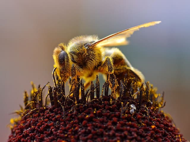 Pollen (Bee Pollen) — plante utilisée en cosmétique naturel