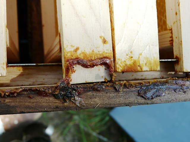 Propolis (extrait) (Propolis Extract) — plante utilisée en cosmétique naturel