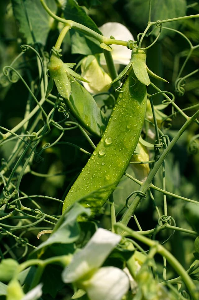 Protéines de pois (Pisum Sativum Protein) — plante utilisée en cosmétique naturel