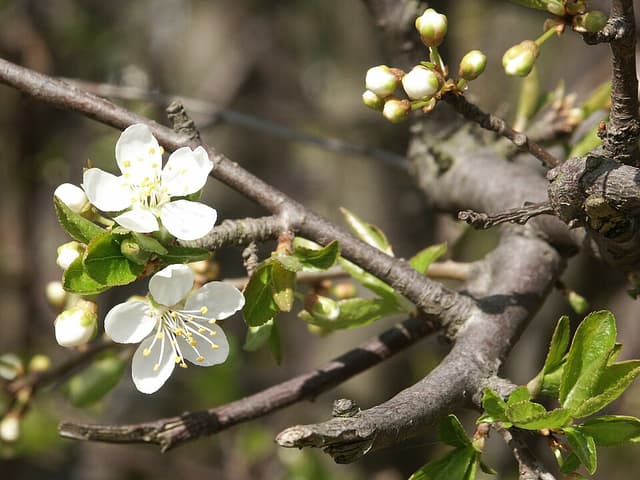 Prune (Prunus Domestica Fruit) — plante utilisée en cosmétique naturel