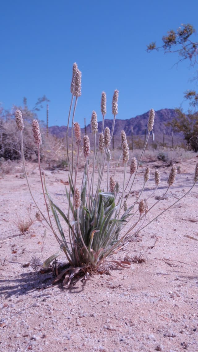Psyllium (tégument en poudre) (Plantago Ovata Husk Powder) — poudre ou extrait en cosmétique naturel