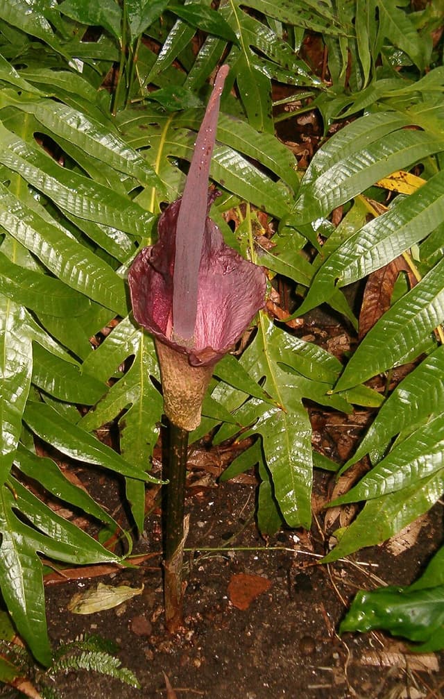 Racine de konjac (Amorphophallus Konjac Root) — plante utilisée en cosmétique naturel