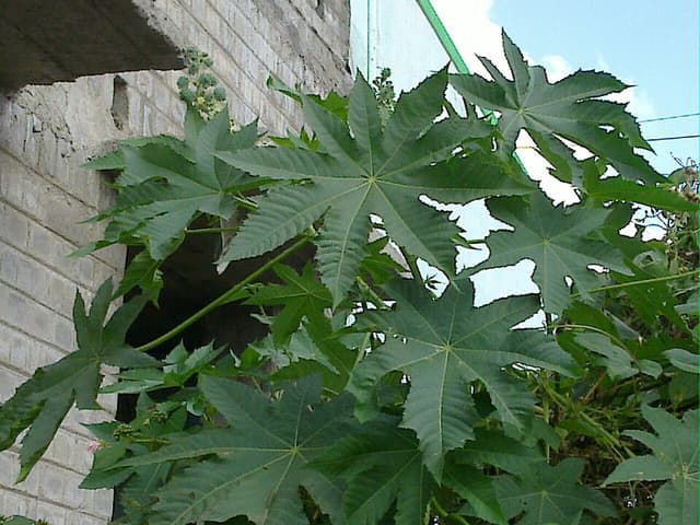 Ricin (huile de) (Ricinus Communis Seed Oil) — huile végétale en cosmétique naturel