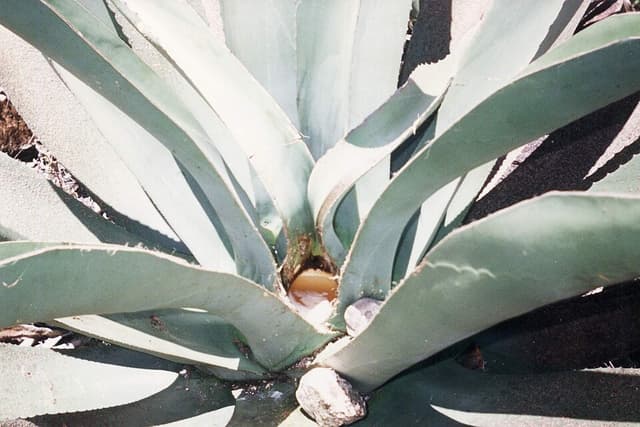 Sirop d’agave (Agave Syrup) — plante utilisée en cosmétique naturel
