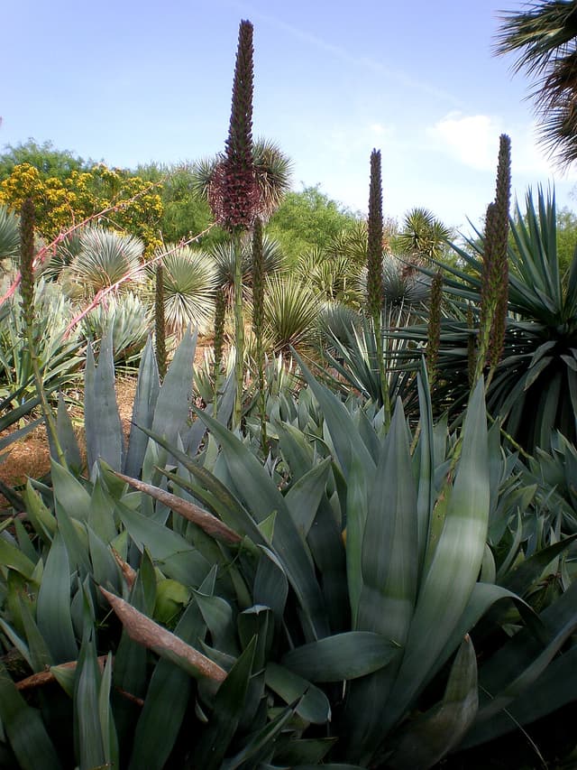 Sisal (Agave Sisalana Fiber) — plante utilisée en cosmétique naturel