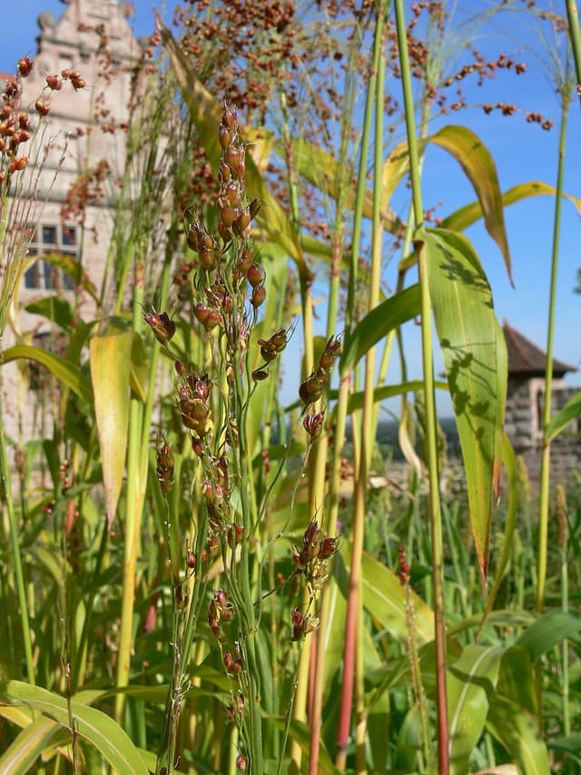 Sorgho (Sorghum Bicolor Grain) — plante utilisée en cosmétique naturel