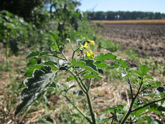 Tomate (Solanum Lycopersicum Fruit) — plante utilisée en cosmétique naturel