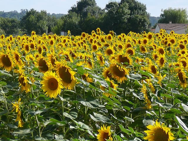 Tournesol (cire de) (Helianthus Annuus Seed Wax) — beurre ou cire végétale en cosmétique naturel