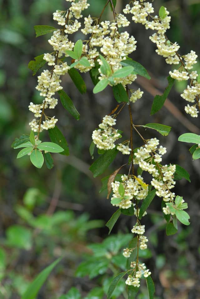 Verveine tropicale (huile essentielle de) (Litsea Cubeba Fruit Oil) — huile végétale en cosmétique naturel